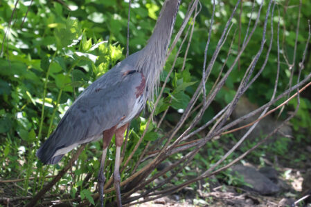 Great Blue Heron