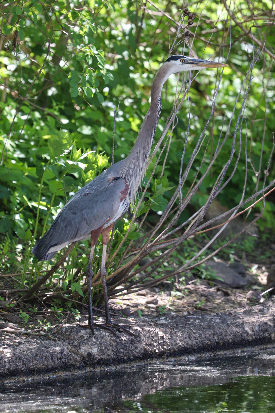 Great Blue Heron
